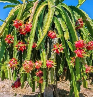 Dračie ovocie - PITAYA - výška rastliny s kvetináčom 100-120cm