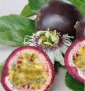Marakuja (MARACUYA) alebo Passion Fruit - výška rastliny s kvetináčom 100-130cm na špaliére vyviazaný už