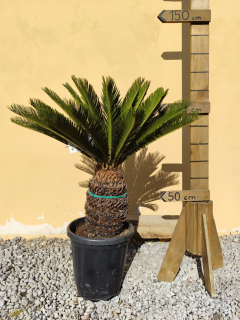 Cykas revoluta - výška s kvetináčom 150-170cm, výška kmeňa 40cm