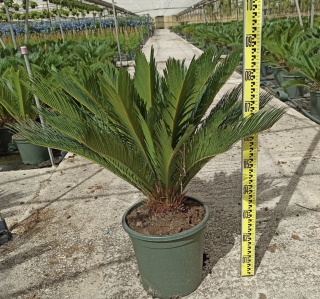Cykas revoluta - šírka kvetináča 26cm, celková výška 80-90cm