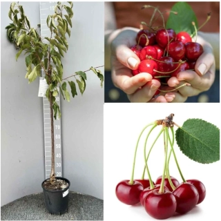 Višňa Amarena, výška rastliny s kvetináčom 140-180cm