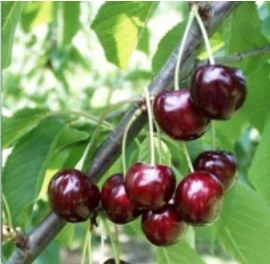 Čerešňa Lapins, výška rastliny s kvetináčom 130cm