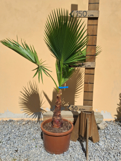 Washingtonia robusta 140-160 cm (- 5°C)