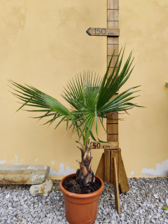 Washingtonia robusta 100-140 cm (- 5°C)