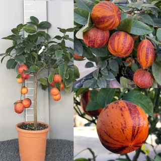 Pomarančovník Arancio Arcobal - výška 60-80cm
