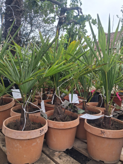 AKCIA 2+1 zdarma- Trachycarpus fortunei, výška s kvetináčom 60-80cm, výška kmeňa 10-15cm