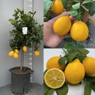 Citrus Meyer/Citrónovník Meyer s plodmi, výška 140-170cm s kvetináčom