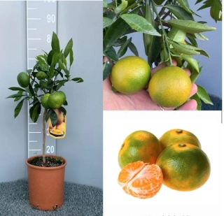 Japonská Mandarínka Satsuma - výška 60-80cm