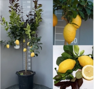 Citrus Carrubaro 150-190cm s kvetináčom