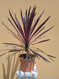 Cordyline Australis ,,Pink,, výška s kvetináčom 90-110cm